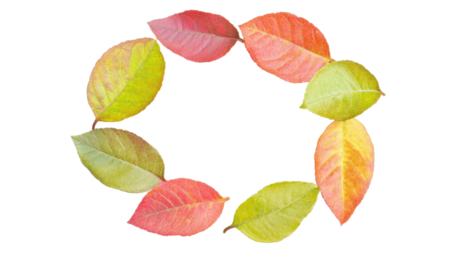 Colorful Autumn Leaves Arranged in a Circular Pattern on a Transparent Background - Powered by Adobe