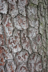 Fototapeta premium Close-up of natural tree bark texture