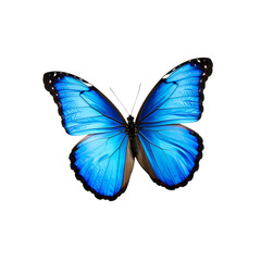 Obraz premium Striking vibrant blue butterfly with detailed wings on transparent background