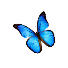 Vibrant blue morpho butterfly detailed wings isolated on transparent background