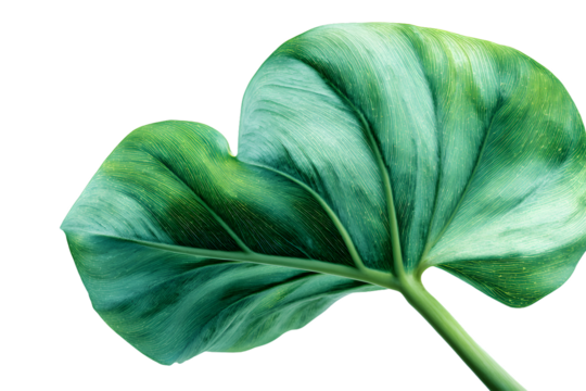 Close-up Tropical Leaf, Vibrant Green, Nature Detail.  Possible use Desktop Wallpaper