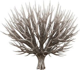 Fototapeta premium Intricate dried branch structure with a dense network of thin pointed limbs transparent background