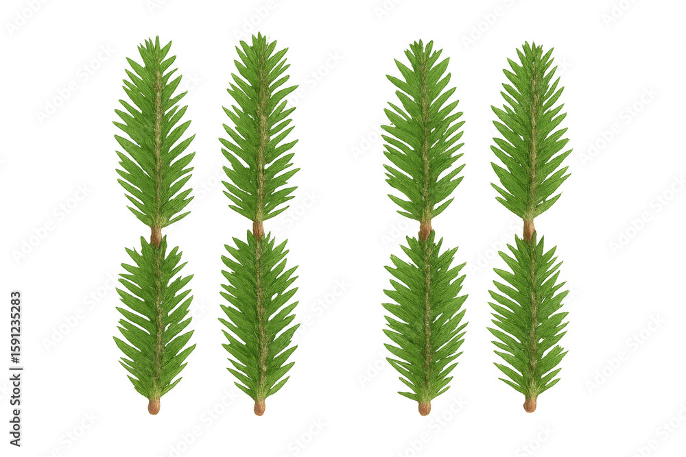 Poster realistic 3d rendering of four vibrant green pine branches, perfect for adding a touch of nature to 