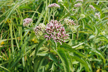 Eupatorium cannabinum flower head in natural habitat