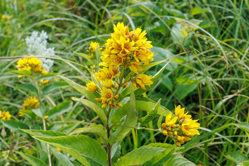 Close-up of yellow loosestrife flowers in summer light