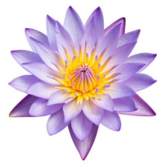 Fototapeta premium Purple water lily blooming isolated on transparent background