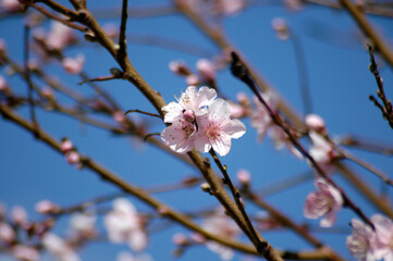 picture of an almond blossom between the branches