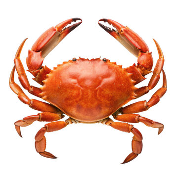 red crab isolated on transparent background