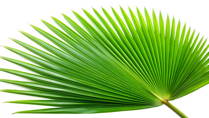 Obraz premium A vibrant green palm leaf unfurls its delicate structure against a clean transparent background
