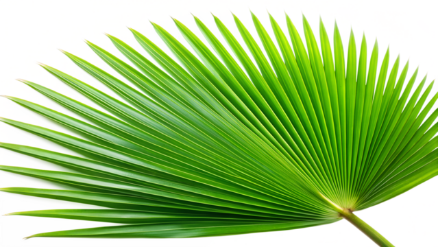 A vibrant green palm leaf unfurls its delicate structure against a clean transparent background
