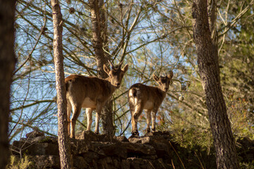 mountain goats among the pines looking at the camera