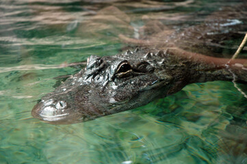 crocodile in the water waiting for the passage of its next victim