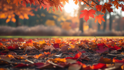 Colorful autumn leaves covering the ground in a forest park