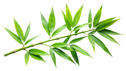 A fresh green bamboo branch with numerous leaves extends across a pure transparent background