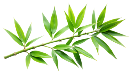 A fresh green bamboo branch with numerous leaves extends across a pure transparent background