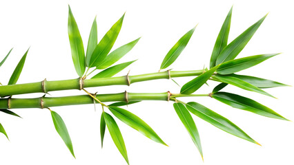 Obraz premium Two parallel green bamboo branches adorned with lush leaves are presented on a stark transparent background