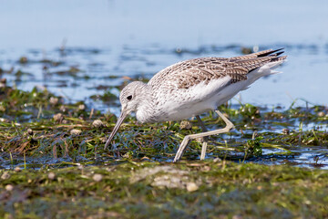 Detailed Side View of Common Greenshank at Low Tide