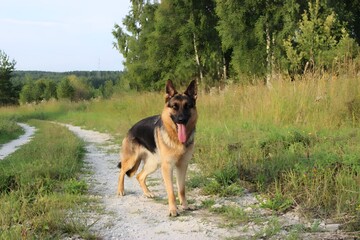A light-colored dog stands on a wet paved path in a park, holding a leash in its mouth.