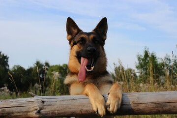 A light-colored dog stands on a wet paved path in a park, holding a leash in its mouth.