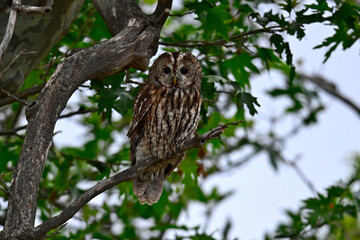 Waldkauz sitzt in einer Platane // Tawny owl (Strix aluco)