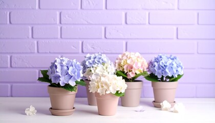 Obraz premium Pastel purple old brick wall decorated with hydrangeas in small pots for a cute background. 