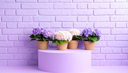 Pastel purple old brick wall decorated with hydrangeas in small pots for a cute background. 
