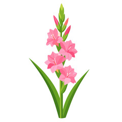 Elegant pink gladiolus flower illustration with blooming petals and green buds.