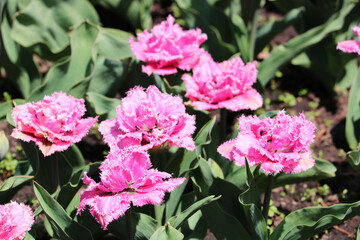 The Perth Double Tulip