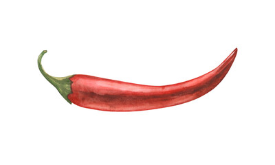 Botanical illustration of a hot pepper pod in watercolor painting technique. Vivid, saturated colors and hand-drawn. For various applications: packaging design, restaurant menus, cosmetic brands