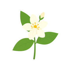 Elegant white blossom with five petals, a yellow center, and a small bud on a green stem with leaves.