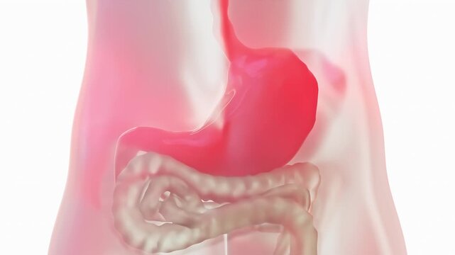 Stomach hard work or reflux disease. Animation Seamless looping of Digestive System on white background and green screen. Can be used in background elements related to medical or education. 3D Render.