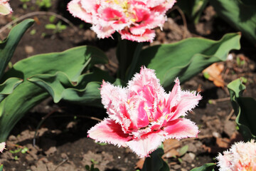 Tulip fringed Brest