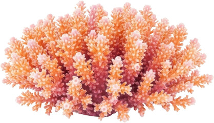 Naklejka premium Detailed Close Up Of Branching Stony Coral With Pink And Orange Hues Isolated On A Transparent Background Transparent Background