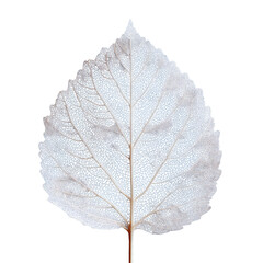 Obraz premium Isolated pale leaf, macro view, clear background. Botanical study