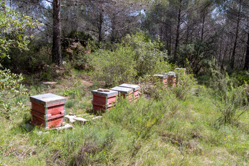 wooden beehives among the pines of the natural park