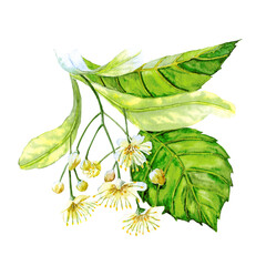 Hand drawn lime tree inflorenscence