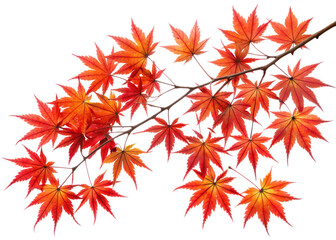 A branch of maple leaves showcases a stunning array of red and orange autumn colors, isolated on a clean transparent background