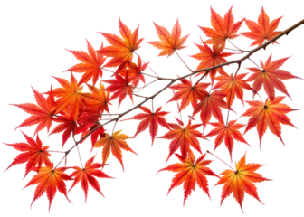 A branch of maple leaves showcases a stunning array of red and orange autumn colors, isolated on a clean transparent background
