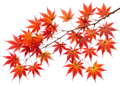 A branch of maple leaves showcases a stunning array of red and orange autumn colors, isolated on a clean transparent background