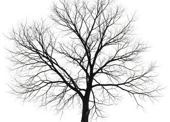 A Bare Winter Tree Silhouetted Against A Transparent Background Covered In Delicate Frost Transparent Background