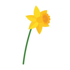 Vibrant yellow daffodil illustration with a ruffled orange corona and a simple green stem.