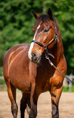 Brown horse standing in sun on a horse farm. Outdoor scene. Perfect moment conveying tranquility....