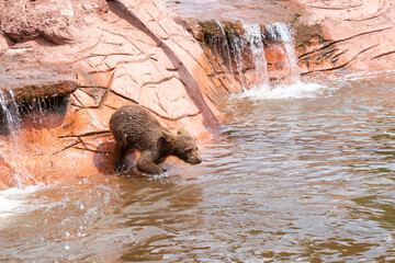 Small grizzly bear cub jumping in a water pool in hot summer day © Victoria Ditkovsky
