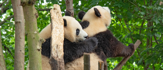 giant panda eating bamboo in forest. China