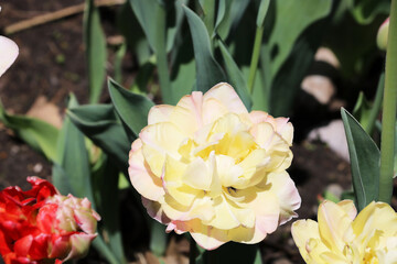 Charming Lady tulip are one of the most popular varieties.