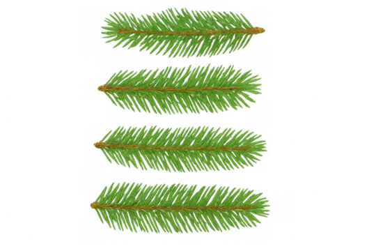 Four green fir branches with brown stem arranged horizontally on transparent background, ideal for christmas or winter decorations
