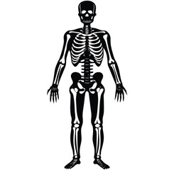 Anatomical illustration of a human skeleton featuring black silhouette on a white background
