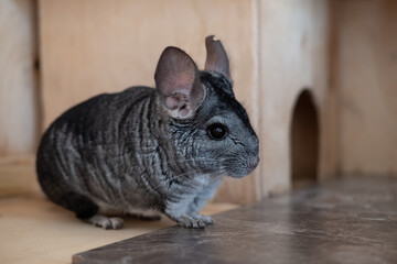 Chinchilla is sitting on the wooden flooring of the cage Chinchilla - domestic pet
