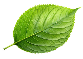 Obraz premium A single, detailed green leaf with prominent veins and serrated edges is isolated on a pure transparent background