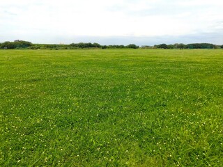初夏のシロツメクサ咲く江戸川河川敷の草原風景